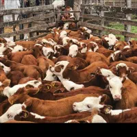 گوساله سیمینتال درجه یک