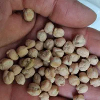 نخوددرجه یک برداشت امسال