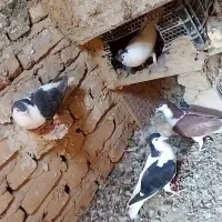 عشق بازا|پرنده|طبس, |دیوار