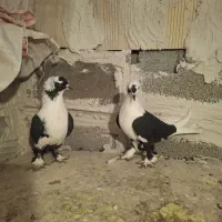 کفتر|پرنده|صوفیان, |دیوار