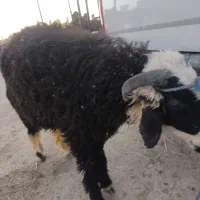گوسفند بره نر