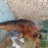 بزغاله یک روزه فروشی