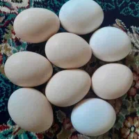 تخم مرغ رسمی تازه تازه تمیز
