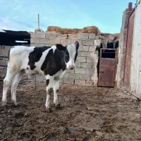 گوساله نر|حیوانات مزرعه|پائین جام, |دیوار