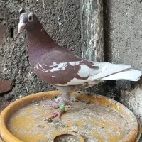 چند جفت پلاکی