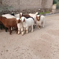 بره جهت فروش|حیوانات مزرعه|اهواز, منازل کارون|دیوار