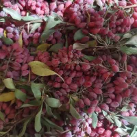 زرشک تازه شاخه