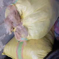 پشم گوسفند