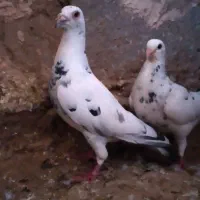 کفتر بوم