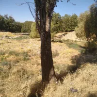 برش درخت|خدمات باغبانی و درختکاری|ایلام, |دیوار