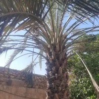 برش نخل و درخت رایگان سراسر استان بوشهر