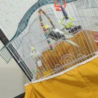 عروس هلندی|پرنده|فولادشهر, B8|دیوار