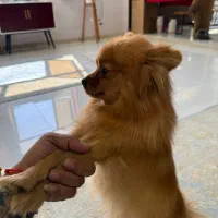 واگذاری توله پامرانین|سگ|قم, پردیسان|دیوار