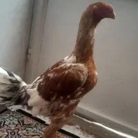 جوجه خروس لاری اصیل تاج مهرنوک طوطی خوشرنگ واستایل