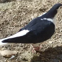 2عدد کفتر فروشی|پرنده|شیروان (خراسان), |دیوار