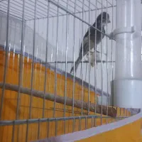 جوجه قناری نر