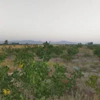 ۲۴۰ قصب باغ پسته
