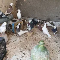 کبوتر|پرنده|یزد, |دیوار