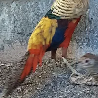 مرغ تزیینی|پرنده|بیرجند, |دیوار