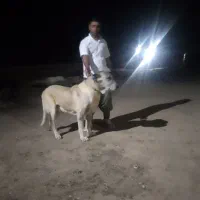 سگ گله