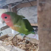 طوطی برزیلی نر هفت رنگ