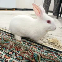 خرگوش دوماهه