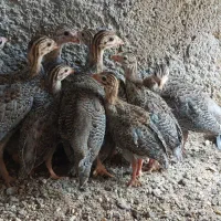جوجه شاخدار و تخم شاخدار