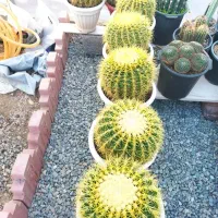 کاکتوس اچینو