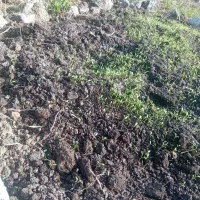 زمین باغی مناسب کیوی دور محصور