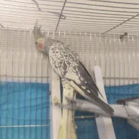 جفت عروس هلندی|پرنده|صوفیان, |دیوار