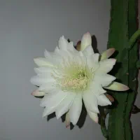 کاکتوس پروویانوس
