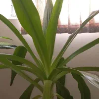 فروش گل ذرتی