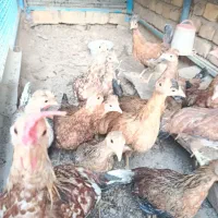 جوجه بومی هشت ماهه