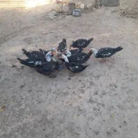 اردک اسرائیلی