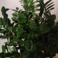 زاموفیلیا(حدود یک متر طول و چهل ساعنت عرض)|گل و گیاه طبیعی|تهران, صادقیه|دیوار