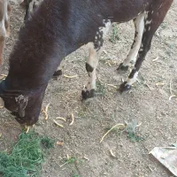 بره نره|حیوانات مزرعه|شمیل, |دیوار