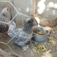 مرغ محلی تخمگذار کوشین جوان