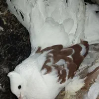 دومچتر|پرنده|اشنویه, |دیوار