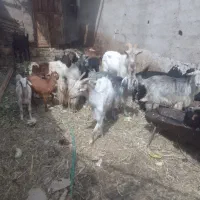 بز و کره چپش