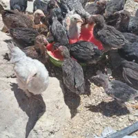 جوجه محلی دوماه