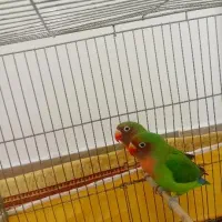 طوطی برزیلی