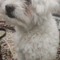 فروش سگ شیتزو