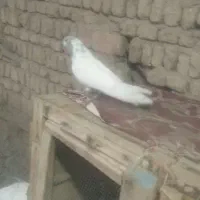 کبوتر|پرنده|جوکار, |دیوار