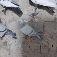 چهارتا کفتر پرشی مال حومه سبزوار|پرنده|سبزوار, ایزی شهر|دیوار