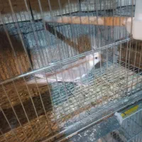 دستگاه جوجه کشی و جفت عروس هلندی