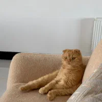 واگذاری گربه اشکاتیش