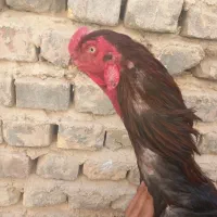 خروس