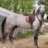 برکت اسب نریان به دلیل نیاز مالی
