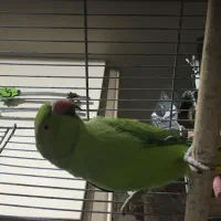 شاه طوطی یا ملنگو