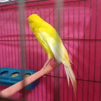 یک عدد قناری نر رسمی بلند جوان سالم|پرنده|قزوین, |دیوار